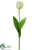 Parrot Tulip Spray - Cream Green - Pack of 12