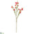 Waxflower Spray - Beauty Two Tone - Pack of 12