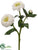 Zinnia Spray - White - Pack of 24