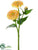 Zinnia Spray - Yellow Soft - Pack of 24