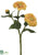 Zinnia Spray - Yellow - Pack of 24