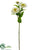 Zinnia Spray - White - Pack of 12