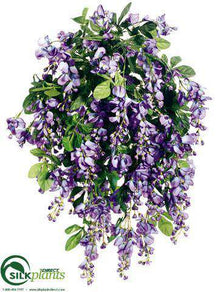 Wisteria Bush - Violet Blue - Pack of 4