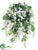 Wisteria Bush - White - Pack of 4