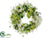 Hydrangea, Cabbage Wreath - Green Cream - Pack of 4