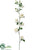 Rose Vine - White - Pack of 6