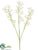 Gypsophila Spray - White - Pack of 24