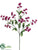 Double Baby's Breath Spray - Violet Red - Pack of 24