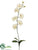 Phalaenopsis Orchid Spray - Cream - Pack of 12