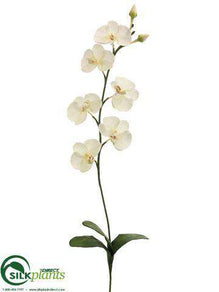 Phalaenopsis Orchid Spray - Cream - Pack of 12