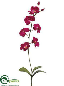 Phalaenopsis Orchid Spray - Fuchsia - Pack of 12