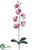 Phalaenopsis Orchid Spray - White Burgundy - Pack of 12