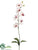 Phalaenopsis Orchid Spray - White Burgundy - Pack of 12