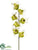 Cymbidium Orchid Spray - Green Cream - Pack of 24