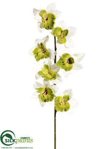 Cymbidium Orchid Spray - Green Cream - Pack of 24
