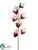 Cymbidium Orchid Spray - Orchid Cream - Pack of 24