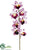Cymbidium Orchid Spray - Orchid - Pack of 24