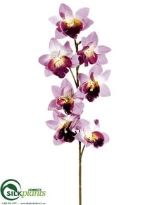 Cymbidium Orchid Spray - Orchid - Pack of 24