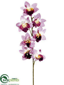 Cymbidium Orchid Spray - Orchid - Pack of 24