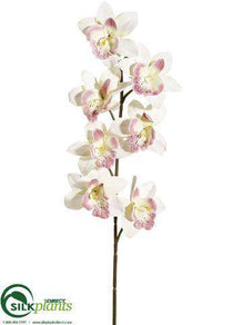Cymbidium Orchid Spray - Peach Cream - Pack of 24