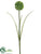 Allium Spray - Green - Pack of 12