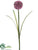 Allium Spray - Lilac - Pack of 12