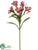 Alstroemeria Spray - Fuchsia - Pack of 12