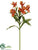 Alstroemeria Spray - Orange - Pack of 12