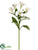 Alstroemeria Spray - White Cream - Pack of 12