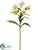 Alstroemeria Spray - Yellow - Pack of 12