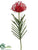 Needle Protea Spray - Flame - Pack of 12