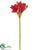 Mini Amaryllis Spray - Orange - Pack of 12