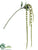 Amaranthus Spray - Green - Pack of 24
