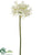 Large Agapanthus Spray - Cream - Pack of 12