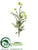 Coreopsis Spray - Green - Pack of 12