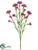Carnation Spray - Beauty - Pack of 24