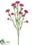 Carnation Spray - Beauty - Pack of 24