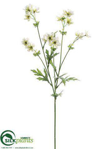 Cosmos Spray - Cream - Pack of 12