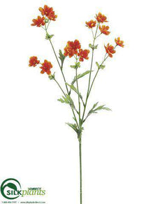 Cosmos Spray - Orange - Pack of 12