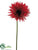 Spider Gerbera Daisy Spray - Red - Pack of 12