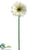 Gerbera Daisy Spray - White - Pack of 12