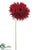 Large Spider Gerbera Daisy Spray - Red - Pack of 12
