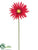 Spider Gerbera Daisy Spray - Beauty - Pack of 36