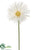 Spider Gerbera Daisy Spray - Cream - Pack of 36