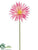 Spider Gerbera Daisy Spray - Pink Hot - Pack of 36