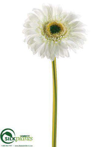 Gerbera Daisy Spray - Cream - Pack of 24