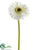 Gerbera Daisy Spray - Cream - Pack of 24