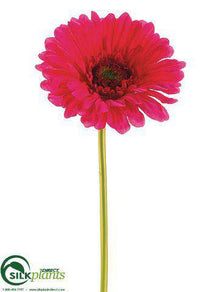 Large Gerbera Daisy Spray - Beauty - Pack of 24