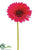 Large Gerbera Daisy Spray - Beauty - Pack of 24