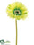 Large Gerbera Daisy Spray - Green Soft - Pack of 24